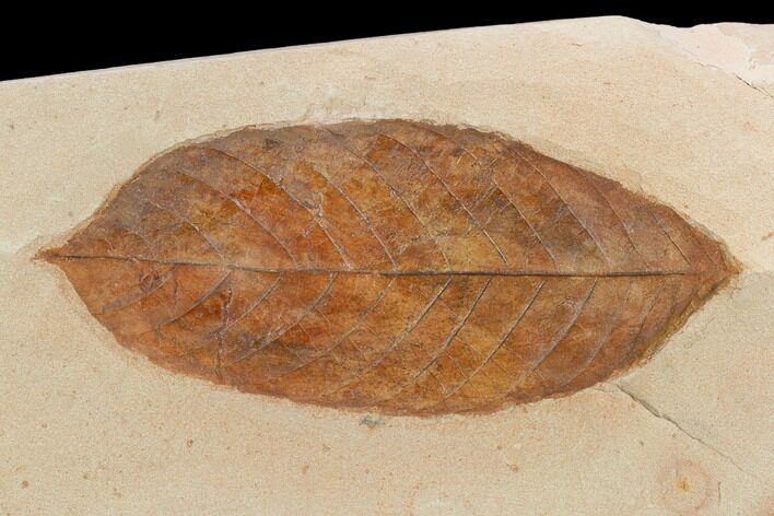 Fossil Ash Leaf (Fraxinus) - Montana #120771